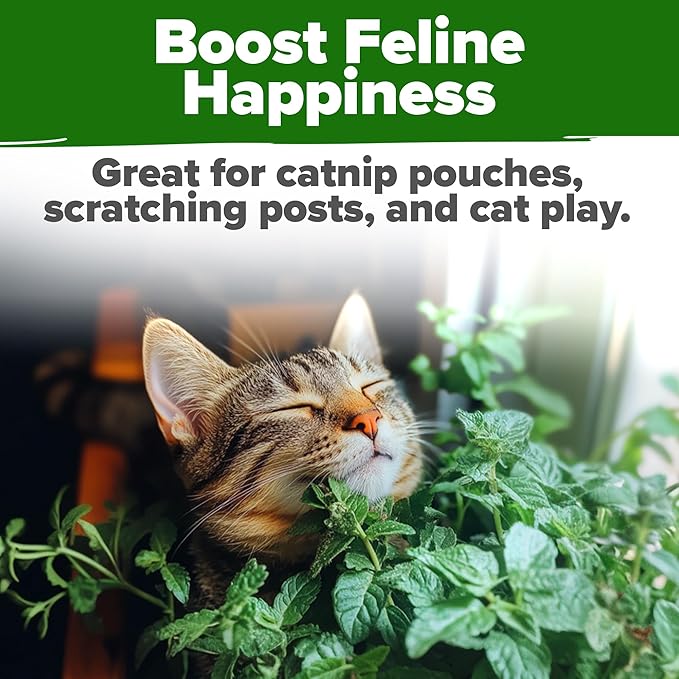HOME GROWN Catnip Seeds (Bulk Pack) Non-GMO Heirloom Herb Seeds - Indoor or Outdoor Seed - High-Germination Cat Nip - Cat Safe Plants (Nepeta cataria)