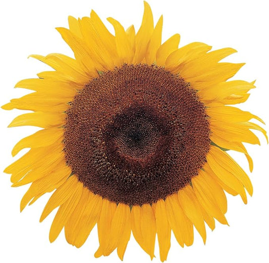 Burpee Kong Hybrid Sunflower Seeds 25 seeds