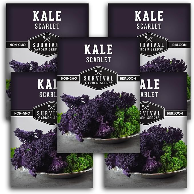 Scarlet Kale Seeds for Planting - 5 Packets with Instructions to Plant Edible & Ornamental Kale Vegetables in Your Home Food Garden - Non-GMO Heirloom Variety - Survival Garden Seeds