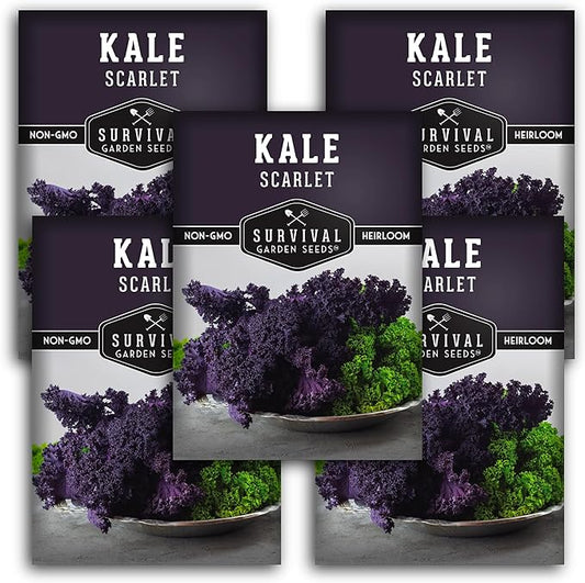Scarlet Kale Seeds for Planting - 5 Packets with Instructions to Plant Edible & Ornamental Kale Vegetables in Your Home Food Garden - Non-GMO Heirloom Variety - Survival Garden Seeds