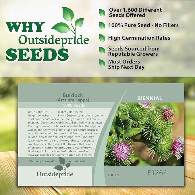 Outsidepride 2000 Seeds Biennial Arctium Lappa Burdock Herb Garden Seeds for Planting
