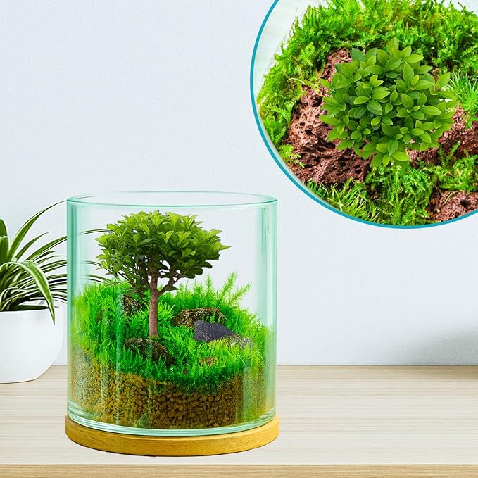 4 in 1 Plant Propagation Station Hydroponic Vase Planter Pot,Indoor Glass Terrarium Planter,Fresh Herb Garden Grow Kit,Home Office Decor,Christmas Birthday Gift for Gardener Women Parents Garden Lover