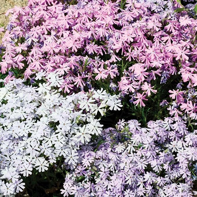 1000+ Creeping Phlox Seeds for Planting - Bright Phlox Seeds Creeping Perennial Ground Cover Plants - Annual Flower Seeds for Home and Garden
