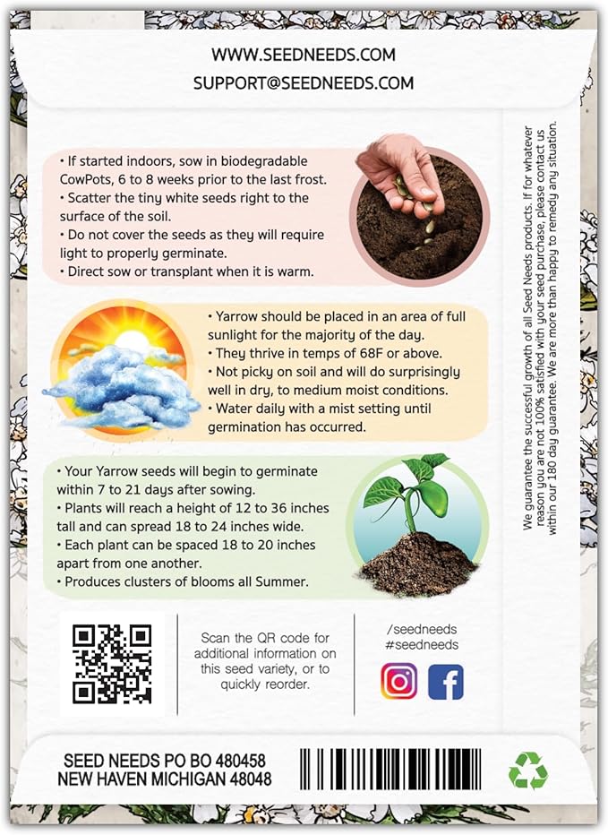 Seed Needs, White Yarrow Seeds - 500 Heirloom Seeds for Planting Achillea millefolium - Perennial Host Plant to Attract Monarch Butterflies & Other Pollinators (2 Packs)