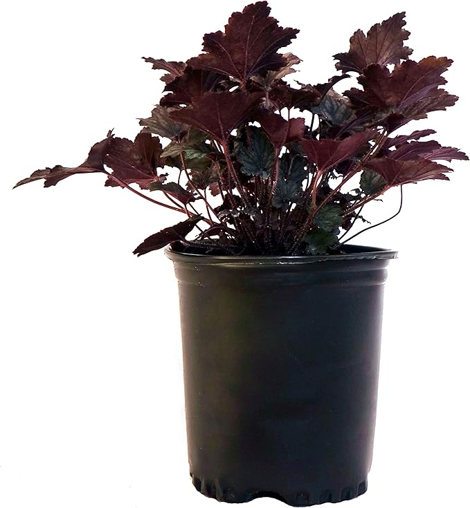 Heuchera 'Frosted Violet' (Coral Bells) Perennial, silver foliage with purple veins, 1 - Size Container