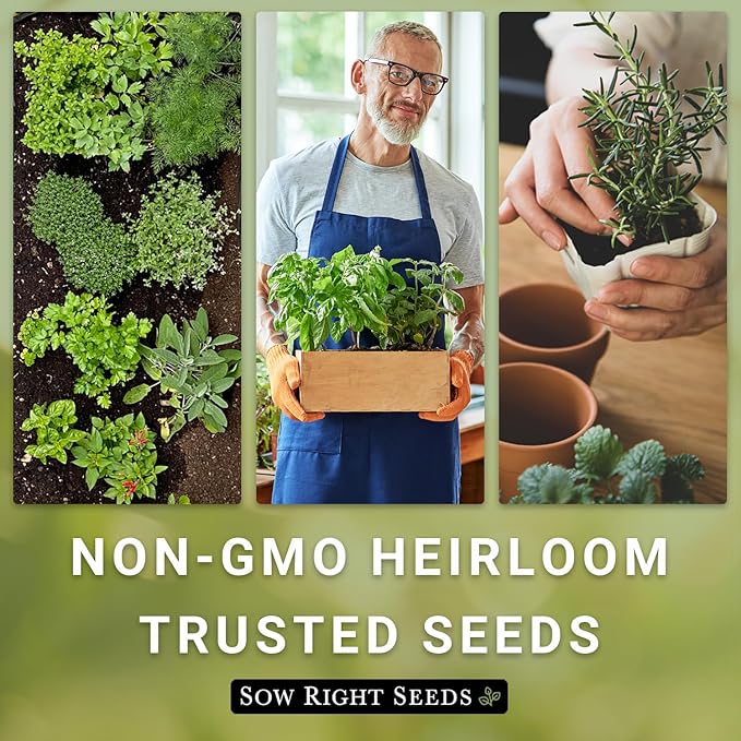 Sow Right Seeds - Medicinal Herb Seed Collection for Planting - Roman Chamomile, Echinacea, Lavender, Comfrey & Hyssop - Non-GMO Heirloom Seed - Grow Your own Home Remedies, Teas, & Tinctures