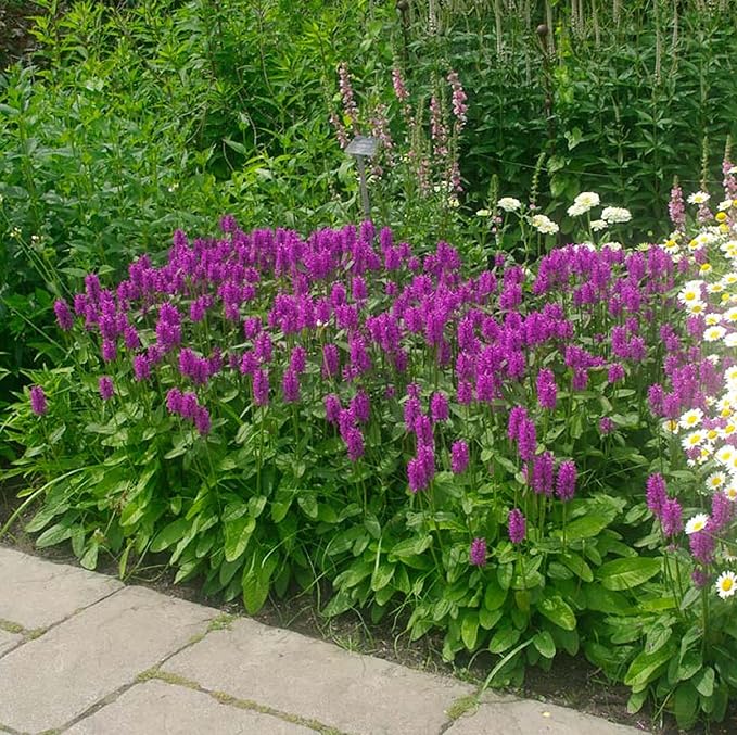 CHUXAY GARDEN 40 Seeds Betonica Officinalis,Common Hedgenettle,Betony,Purple Betony,Wood Betony,Bishopwort,Bishop's Wort Drought Tolerant Flowering Mint Plant Low-Maintenance