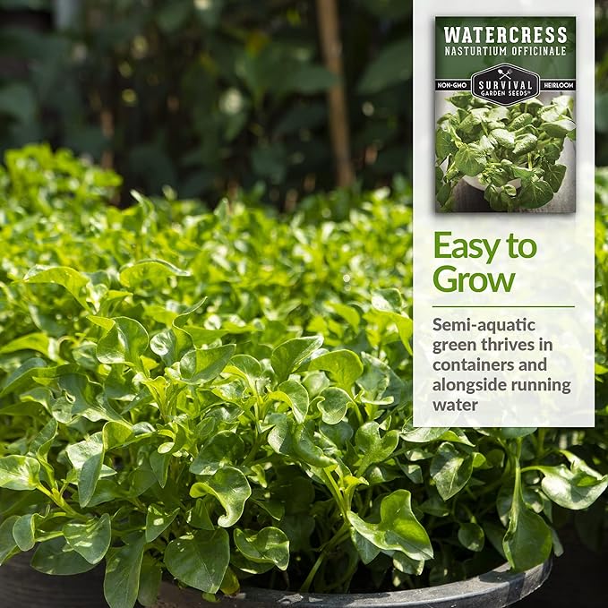 1 Pack Watercress Seed for Planting - Packet with Instructions to Grow Nasturtium officinale in Your Home Vegetable Garden - Non-GMO Heirloom Variety - Survival Garden Seeds