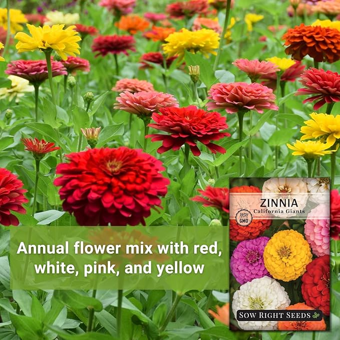 Sow Right Seeds - California Giants Mix Zinnia Seeds for Planting - Non-GMO Heirloom Packet to Grow Your Flower Garden - Attract Bees and Butterflies - Great to Cut and Come Again - Summer Annual (3)