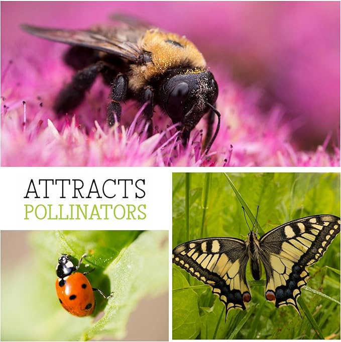 Seed Needs, Mexican Sunflower Seeds - 100 Heirloom Seeds for Planting Tithonia rotundifolia - Annual Wildflower That Attracts Pollinators/Butterflies (2 Packs)