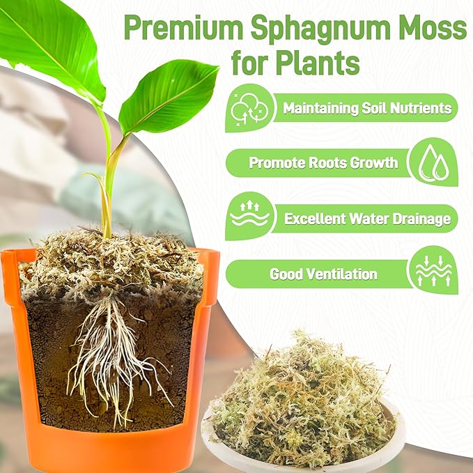 6Oz Sphagnum Moss for Plants Indoor, Premium Peat Moss for Reptiles Terrarium-6 Quarter, Natural Long Fiber Orchid Moss for Repotting Propagation Succulent Sarracenia Carnivorous Gardening
