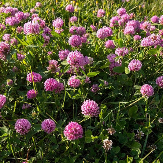 Outsidepride Perennial Red Clover Seeds - 1/4 lbs. Self-Seeding, Nitrocoated, Inoculated Clover Seeds for Lawn, Yard, Forage, Pasture, Hay, Nitrogen Fixation, Soil Improvement & Crop Rotation Programs