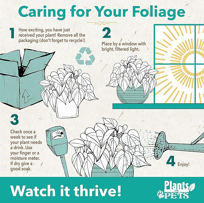 Arrowhead Plant/Syngonium Plant Live Plant Decor, Office Desk Plant, Live Indoor House Plants, Decorative Plants, House Plants Indoors Live Plants Indoor Plants Live Houseplants by Plants for Pets