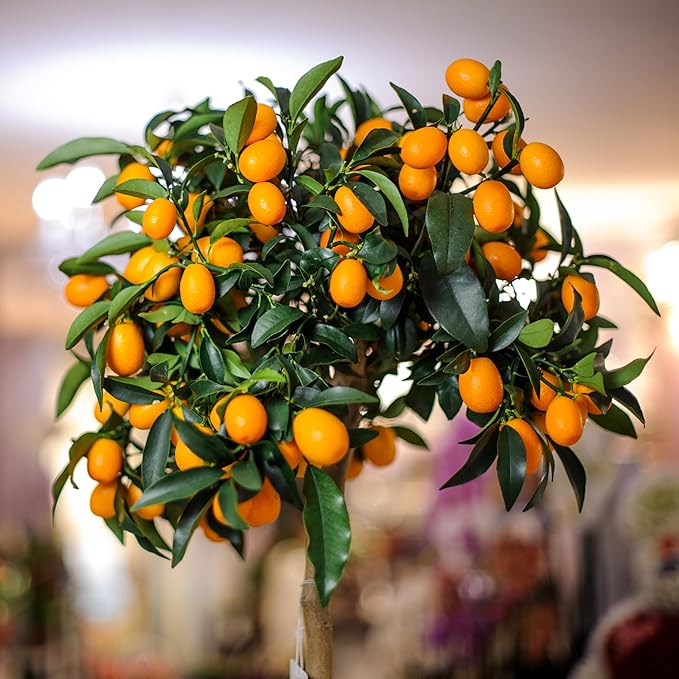 Citrus Tree Potting Soil Mix (4 Quarts), Special Blend for Indoor Oranges, Lemons, Limes and More