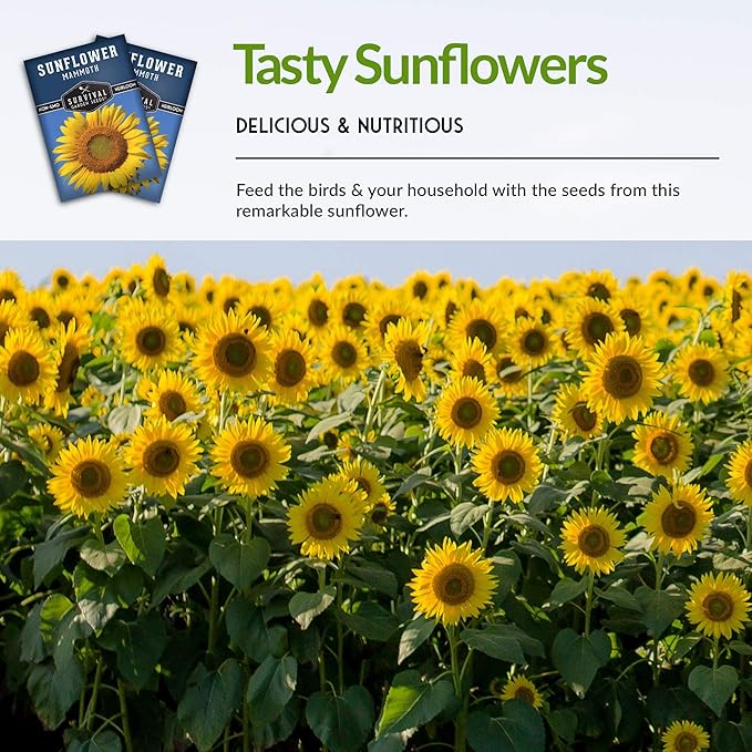Survival Garden Seeds - Mammoth Sunflower Seed for Planting - 2 Packs with Instructions to Plant and Grow Enormous Colorful Flowers in Your Home Flower or Vegetable Garden - Non-GMO Heirloom Variety