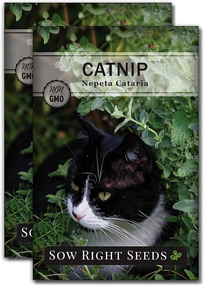 Sow Right Seeds - Catnip Seed for Planting - Popular Herb for Happy Cats - Non-GMO Heirloom Packet with Instructions to Plant and Grow - A Gift for The Cat Lover - Perennial Herb Indoors (2)
