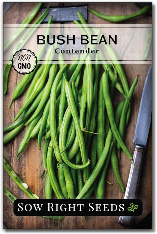 Sow Right Seeds - Contender Bush Green Bean Seeds for Planting - Non-GMO Heirloom Seed Packet - Stringless Variety to Plant an Outdoor Home Vegetable Garden - Abundant Harvest, Great for Kids (1)