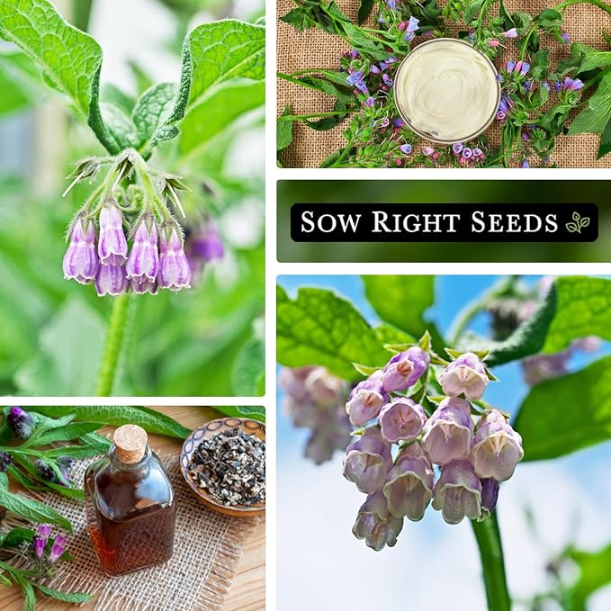 Sow Right Seeds - Comfrey Seeds for Planting - Non-GMO Heirloom Packet with Instructions to Plant an Outdoor or Indoor Herb Garden - Roots & Leaves for Home Remedies - Medicinal Salve, Oil, Tea (1)
