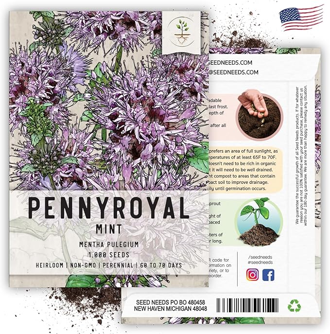 Seed Needs, Pennyroyal Mint Seeds - 1,000 Heirloom Seeds for Planting Mentha pulegium - Medicinal Herb Non-GMO & Untreated for Indoor/Outdoor Gardens (2 Packs)