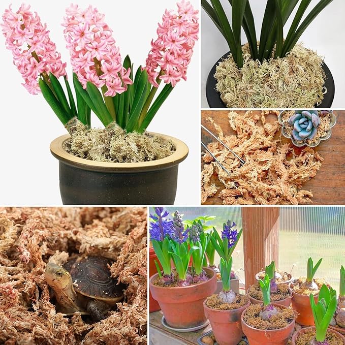 ZeeDix 2.2 Pounds Sphagnum Moss for Plants, 40QT Orchid Moss Long Fibered Sphagnum Peat Moss Bulk for Carnivorous,Orchid,Sarracenia,Succulent,Venus Fly Traps and Reptiles