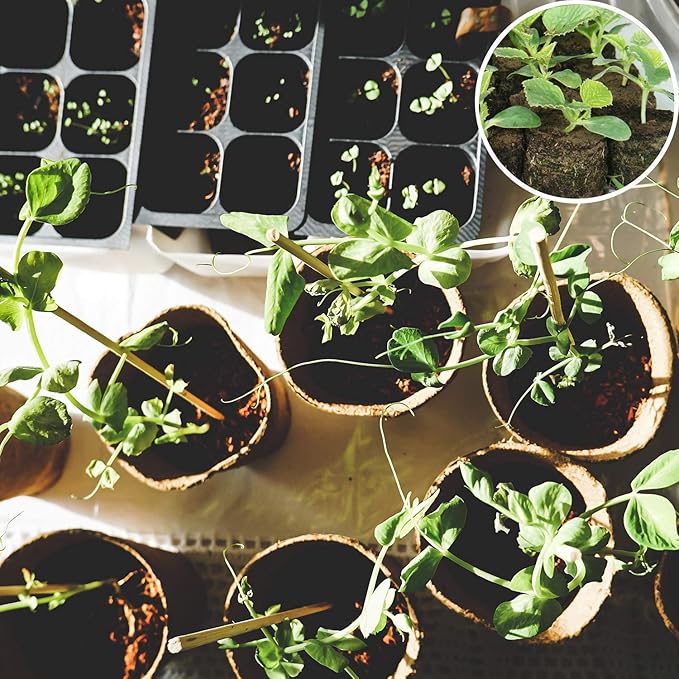 ZeeDix 100 Pcs (40mm) Peat Pellet Fiber Soil Plant Seed Starters - Seed Starter Pellets Pods Compressed Peat Pellets for Grow Herbs, Plant, Flowers and Vegetables