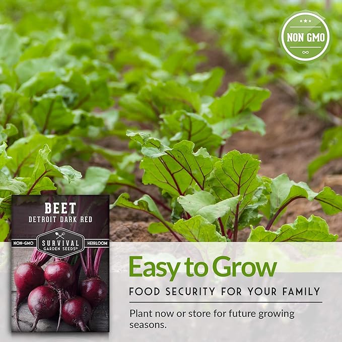 Survival Garden Seeds - Detroit Dark Red Beet Seed for Planting - 3 Packs with Instructions to Plant and Grow Delicious Root Vegetables in Your Home Vegetable Garden - Non-GMO Heirloom Variety