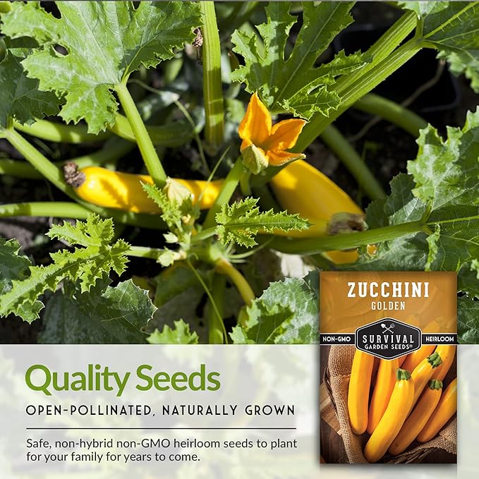 Survival Garden Seeds - Golden Zucchini Seeds for Planting - 5 Packs with Instructions to Plant and Grow Yellow Zucchini Vegetables in Your Home Vegetable Garden - Non-GMO Heirloom Variety