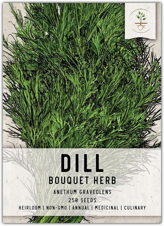 Seed Needs, Bouquet Dill Seeds - 250 Heirloom Seeds for Planting Anethum graveolens - Culinary Herb to Grow Indoors or Outdoors, Non-GMO & Untreated (1 Pack)