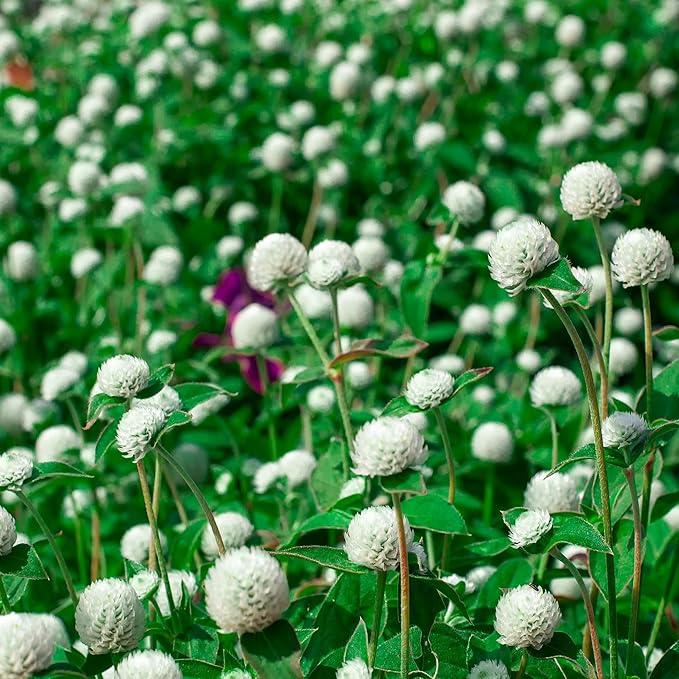 Outsidepride 2000 Seeds Annual White Gomphrena Globosa Flower Seed for Planting