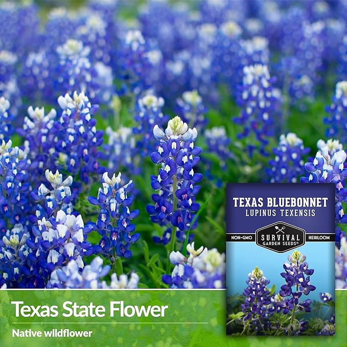 Texas Bluebonnet Seed for Planting - 2 Packets with Instructions to Plant & Grow Lupinus Texenisis in Your Home Wildflower Garden - Non-GMO Heirloom Variety- Survival Garden Seeds - Drought Resistant