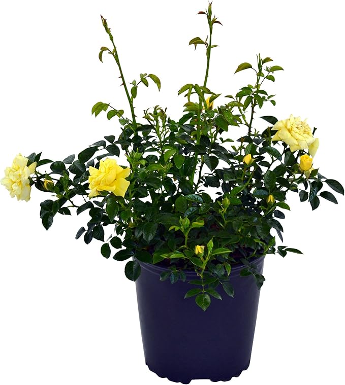 Green Promise Farms Rosa Carpet (Ground Cover) Rose, 2 Size Container, yellow flower