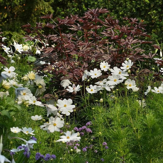 Outsidepride 20 Seeds Perennial Hibiscus Mahogany Splendor Flower Seeds for Planting