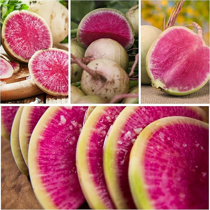 Seed Needs Watermelon Radish Seeds for Planting - Non-GMO, Heirloom & Untreated - Organically Grow a Home Grown Vegetable Garden - Cool Weather Crops (2 Packs)