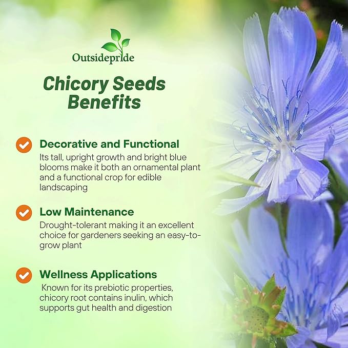 Outsidepride 5000 Seeds Perennial Chicory Flower Seeds for Planting