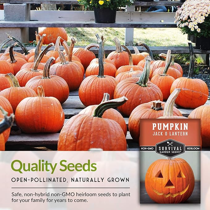 Survival Garden Seeds - Jack-O-Lantern Pumpkin Seed for Planting - Packet with Instructions to Plant and Grow Orange Carving Pumpkins in Your Home Vegetable Garden - Non-GMO Heirloom Variety