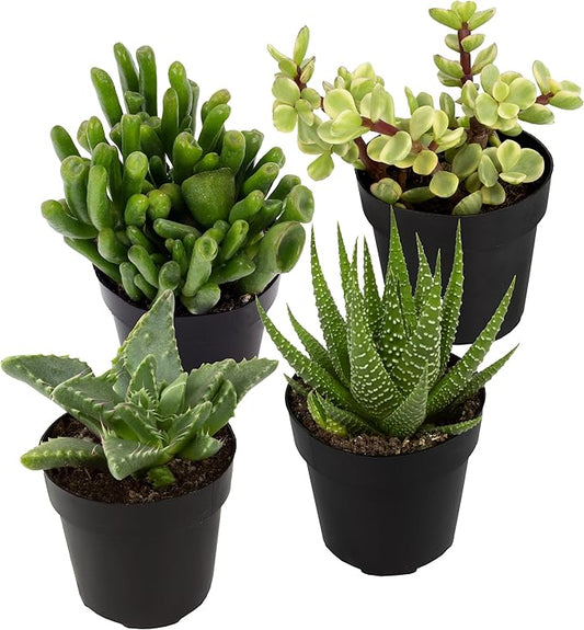 Altman Plants, Assorted Succulents Plants Live Houseplants (4PK), Succulent Plants Home Office Plants Live Indoor Plants, Live Plants Indoor House Plants, Easy Care Plants, Desk Plants, Kitchen Plants