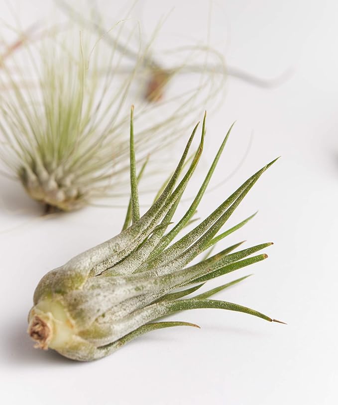 Shop Succulents | Assorted Collection | Variety of Species, Tropical House Plant for Home Décor, DIY Terrariums, 6-Pack