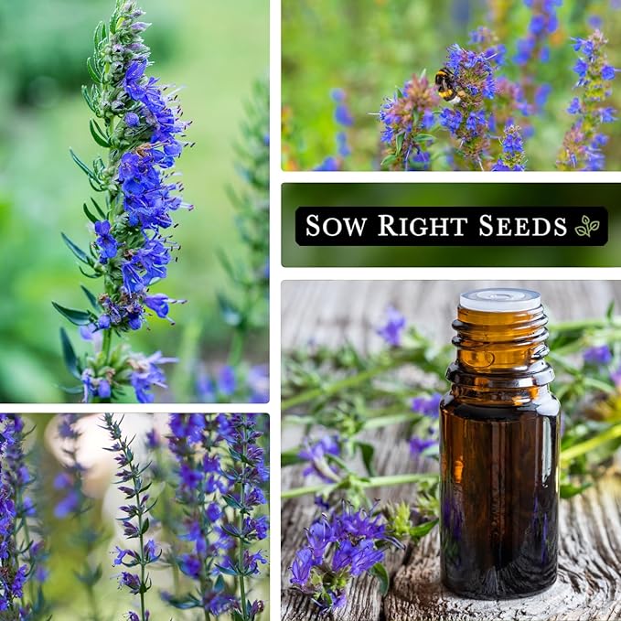 Sow Right Seeds - Hyssop Seed for Planting - Medicinal Herb to Plant in Your Garden - Outdoors - Attracts Pollinators - Stunning Purple Flowers - Non-GMO Heirloom Seeds - Great Gardening Gift (2)
