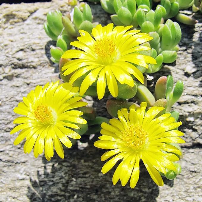 Yellow Ice Plant Seeds Evergreen Ornamental Edible Attract Butterflies Drought Tolerant Ground Cover Rock Garden Outdoor Bed 100Pcs Flower Seeds by YEGAOL Garden