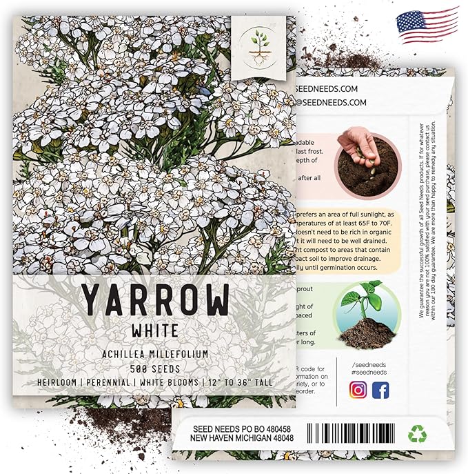 Seed Needs, White Yarrow Seeds - 500 Heirloom Seeds for Planting Achillea millefolium - Perennial Host Plant to Attract Monarch Butterflies & Other Pollinators (2 Packs)