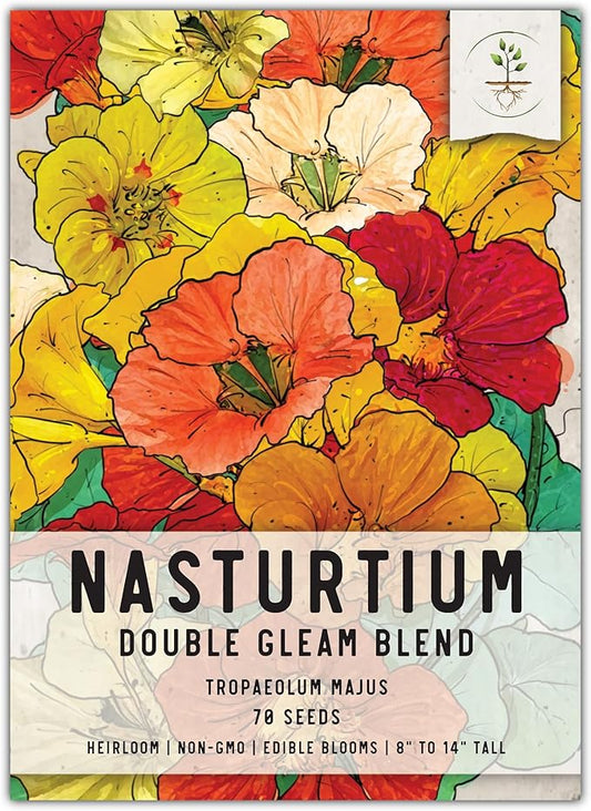 Seed Needs Double Gleam Nasturtium Seeds - 70 Heirloom Seeds for Planting Tropaeolum majus - Edible Flowers to Add to Salads, Grow in a Butterfly Garden to Attract Poillinators (1 Pack)
