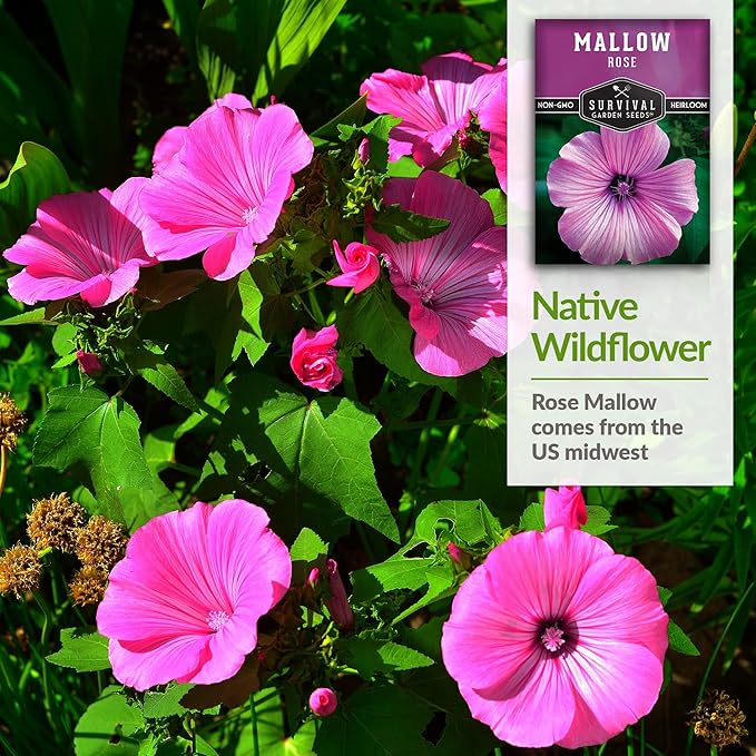 Survival Garden Seeds - Rose Mallow Seed for Planting - 2 Packs with Instructions to Plant and Grow Bright Pink Native Wildflower in Your Home Vegetable Garden - Non-GMO Heirloom Variety