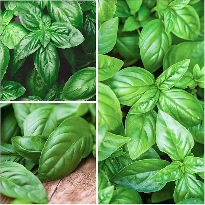 Seed Needs Italian Large Leaf Basil Seeds for Planting - Non-GMO, Heirloom & Untreated - Organically Grow an Indoor or Outdoor Home Grown Herb Garden (2 Packs)