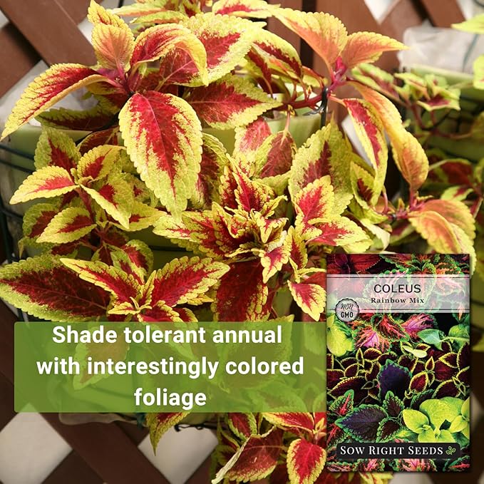 Sow Right Seeds - Coleus Rainbow Mix Seeds for Planting - Beautiful Flowers to Plant in a Home Garden - Indoors or Outdoors - Non-GMO Heirloom Seeds - Attractive & Colorful - Great Gardening Gift (1)