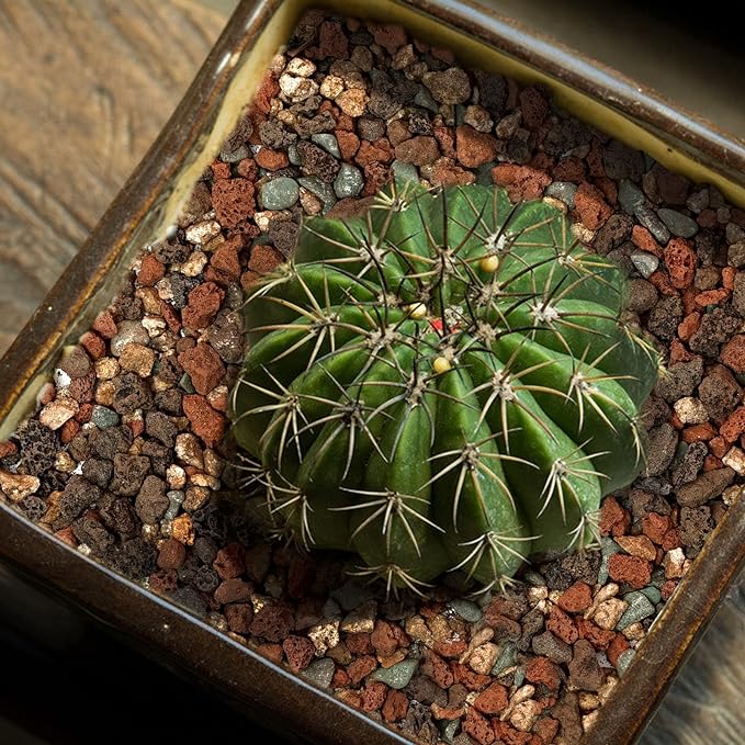 Mix Horticultural Lava Rock Pebbles-Decorative Landscaping Gritty Rocks,Pumice Potting Soil Amendment,Additive for Succulent,Cactus Bonsai,Vase Fillers,Terrarium,Fairy Gardening,Top Dressing.