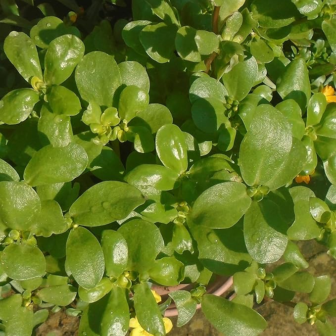Portulaca Oleracea Seeds Purslane, Verdolaga Succulent Annual Culinary Uses Rich in Vitamins Hardy Drought Tolerant Garden Outdoor 3000Pcs Herb Seeds by YEGAOL Garden