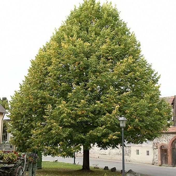 CHUXAY GARDEN 10 Seeds Tilia Platyphyllos Seed,Large-Leaved Linden,Bigleaf Linden Large Deciduous Tree Privacy Screen Grows in Garden and pots Great for Planting