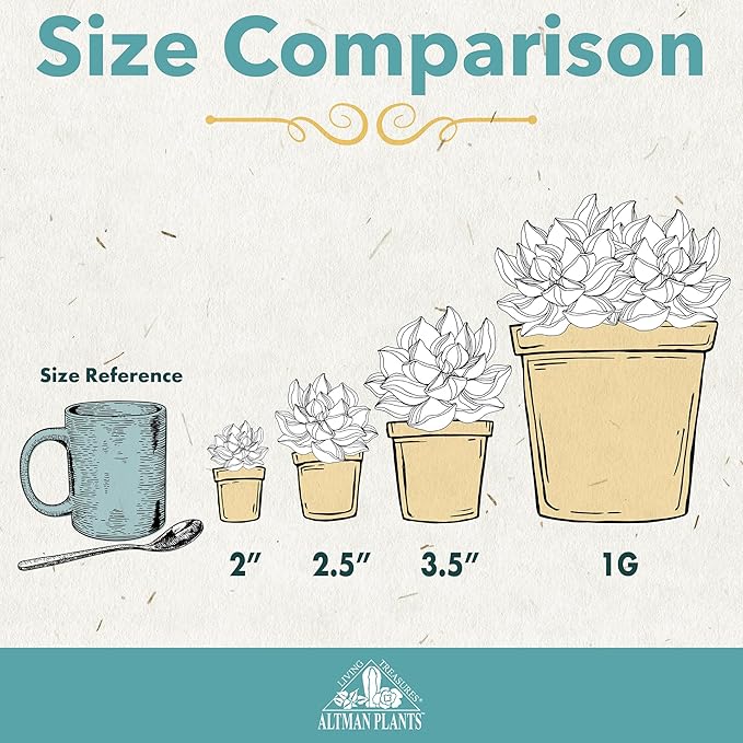 Altman Plants Pet Friendly Plant Pack (6PK) Real Succulents, Pet Safe Plants & Succulent Plants, Live Succulents, Pet Friendly Plants, Live Plants & House Plants in 3.5" Pots with Succulent Soil Mix