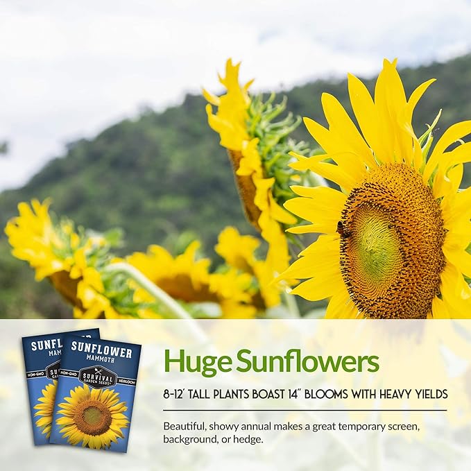 Survival Garden Seeds - Mammoth Sunflower Seed for Planting - 2 Packs with Instructions to Plant and Grow Enormous Colorful Flowers in Your Home Flower or Vegetable Garden - Non-GMO Heirloom Variety