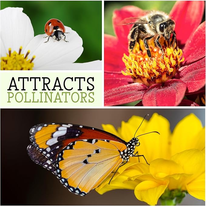 Seed Needs, Cleome Seeds - 1,500 Heirloom Seeds for Planting Cleome hassleriana - Spider Blend Attracts Butterflies, Bumblebees & Other Pollinators (5 Packs)
